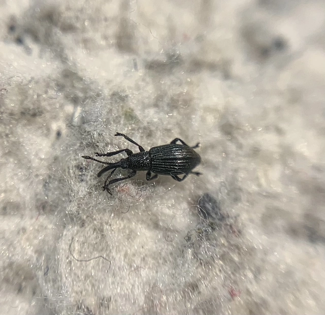 Ceratapion penetrans - lapátlábú cickányormányos Ceratapion penetrans - lapátlábú cickányormányos