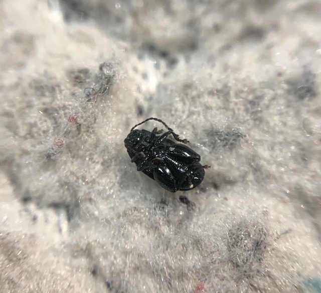 Chaetocnema major Chaetocnema major