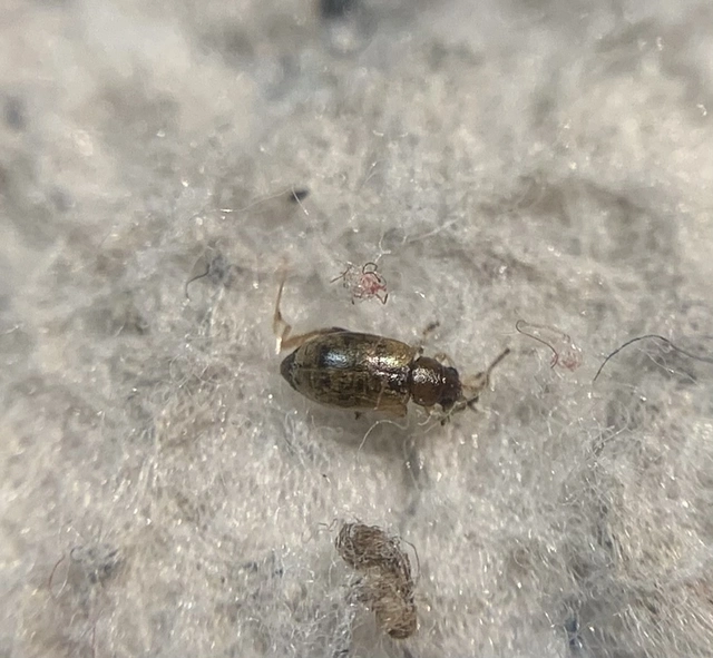 Longitarsus