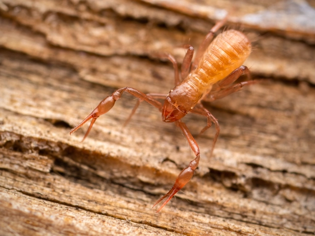 Pseudoscorpionida - Álskorpiók