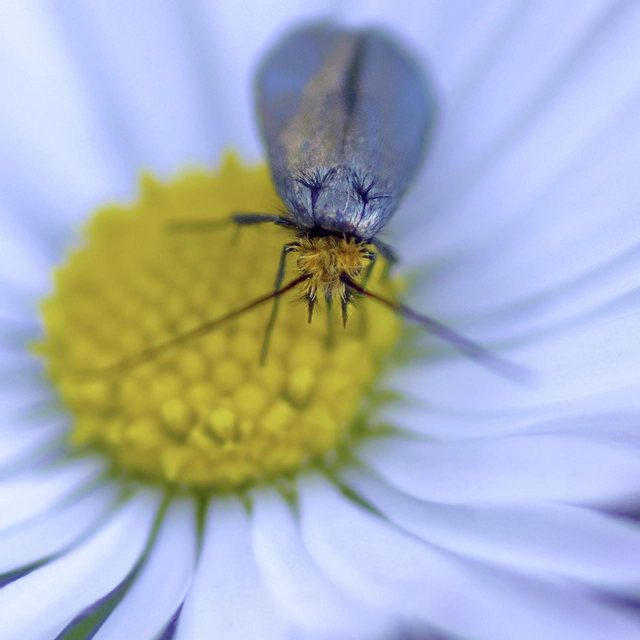 Adelidae - hosszúcsápú-tőrösmolyfélék