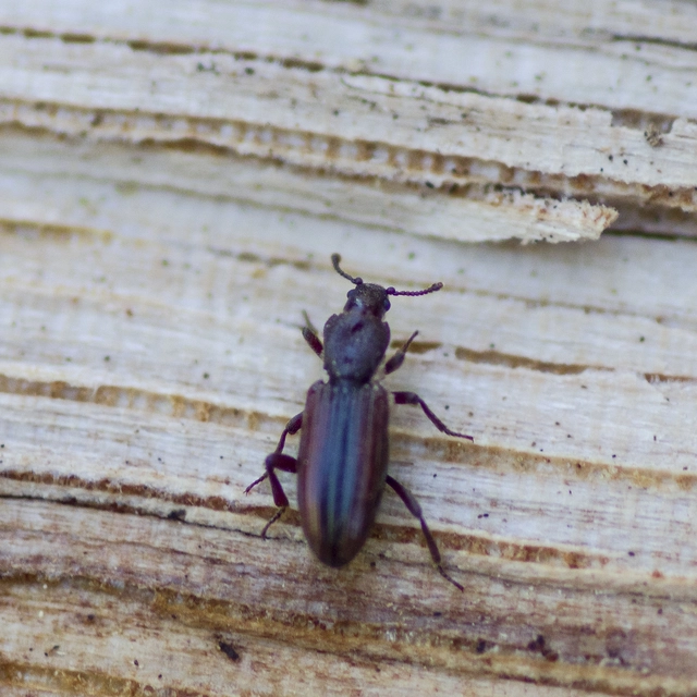 Bothrideres bipunctatus - szívnyakú humuszbogár
