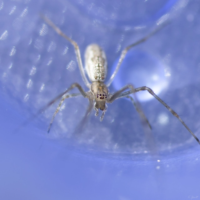 Tetragnatha