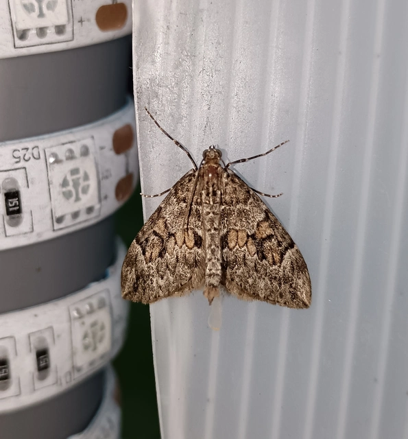 Thera variata/britannica