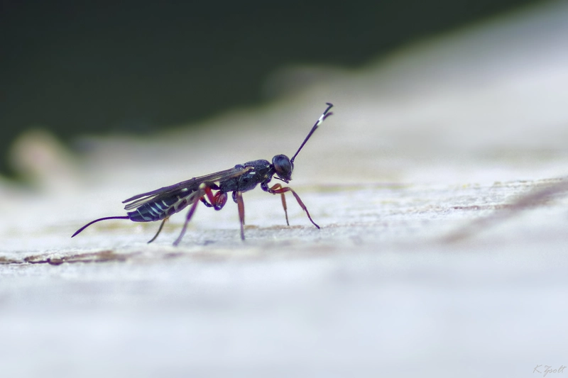 Xorides praecatorius