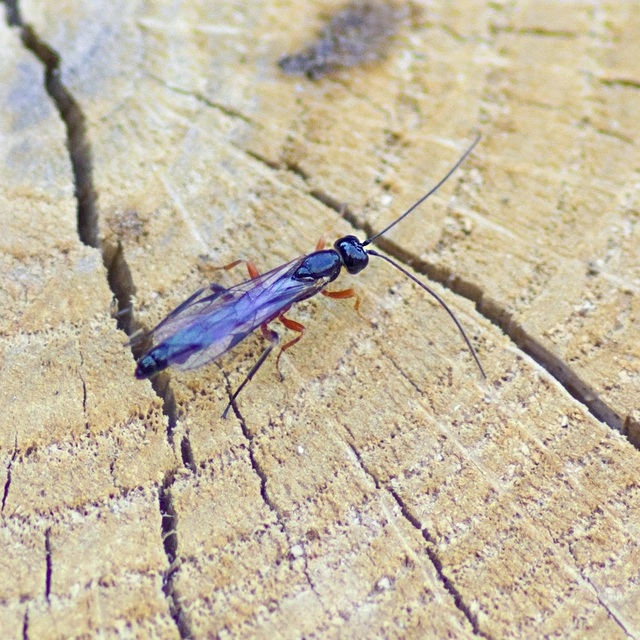 Dolichomitus