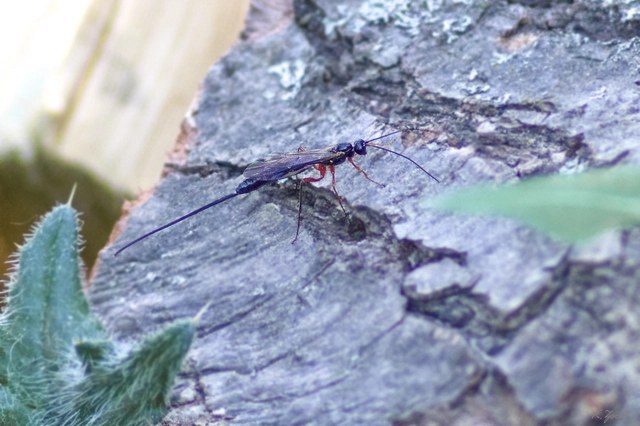 Dolichomitus