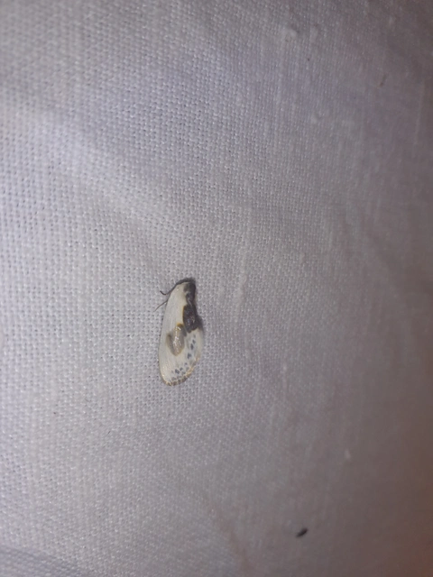 Cilix glaucata - törpe sarlósszövő