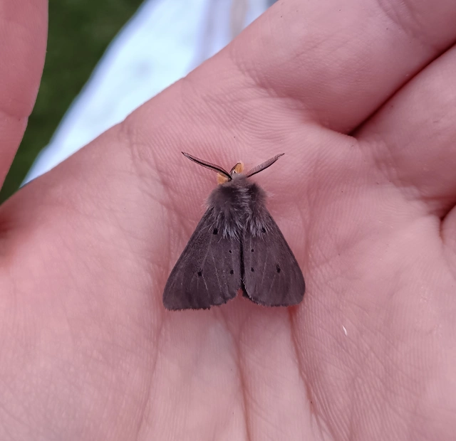 Diaphora mendica - felemás medvelepke