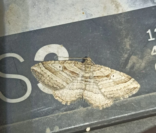 Costaconvexa polygrammata - soksávú araszoló