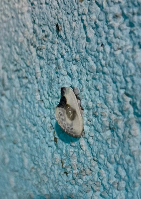 Cilix glaucata - törpe sarlósszövő