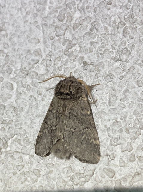 Drymonia ruficornis - cserfa-púposszövő
