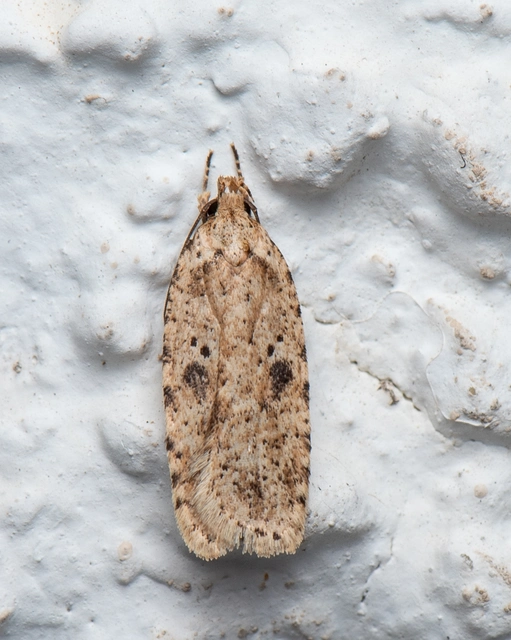 Agonopterix