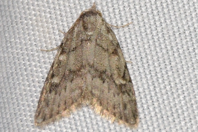 Nola cicatricalis - szürke pamacsosszövő