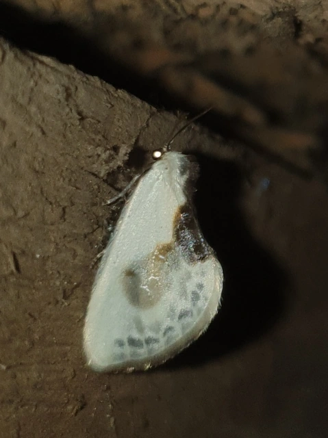 Cilix glaucata - törpe sarlósszövő