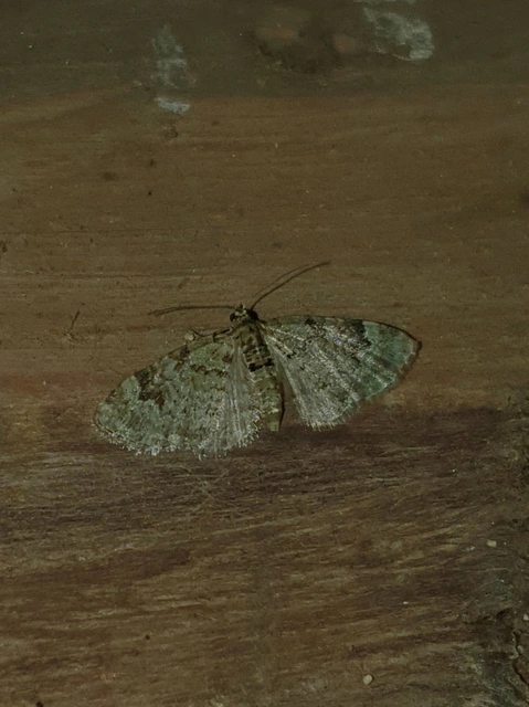 Chloroclystis v-ata - zöldes törpearaszoló