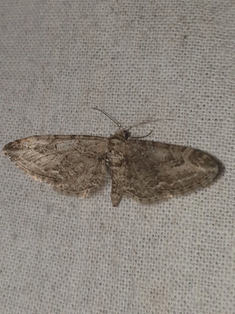 Eupithecia ochridata - mezeiüröm-törpearaszoló