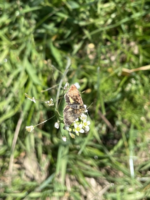 Panemeria tenebrata - apró sárgabagoly