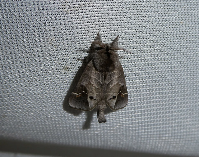 Clostera anachoreta - tarka levélszövő
