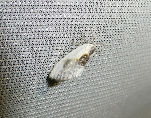 Cilix glaucata - törpe sarlósszövő