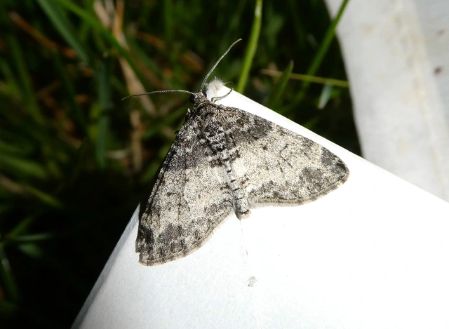 Lobophora halterata - szárnyfüggelékes araszoló