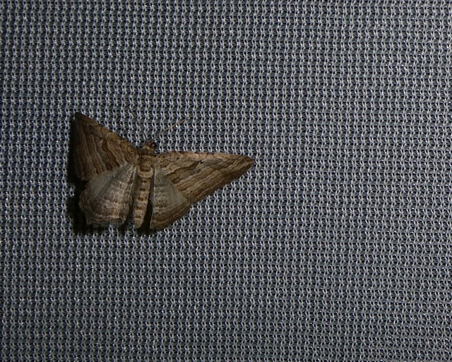 Costaconvexa polygrammata - soksávú araszoló