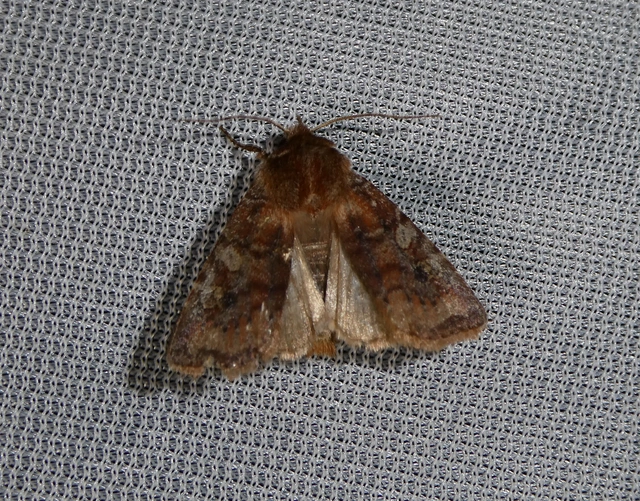 Cerastis leucographa - fehérjegyes tavaszibagoly