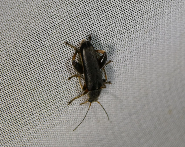 Osphya bipunctata - kétalakú komorka
