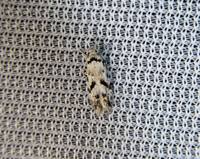 Stenolechiodes pseudogemmellus - molyhostölgyes sarlósmoly
