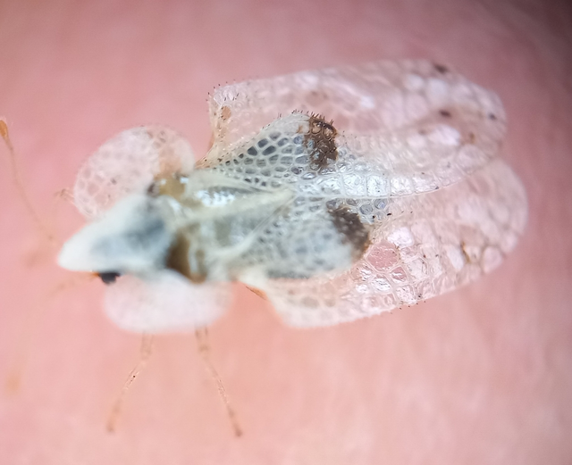 Corythucha ciliata - platán-csipkéspoloska