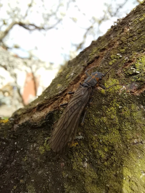 Plecoptera - Álkérészek