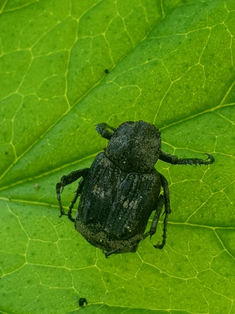 Valgus hemipterus - suta virágbogár