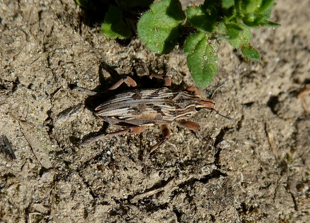 Coniocleonus nigrosuturatus - nyíljegyes barkó
