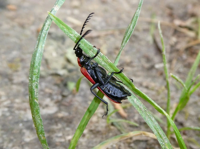 Pyrochroa coccinea - nagy bíborbogár