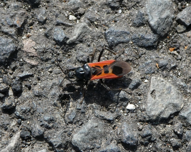 Peirates hybridus - foltos rablópoloska
