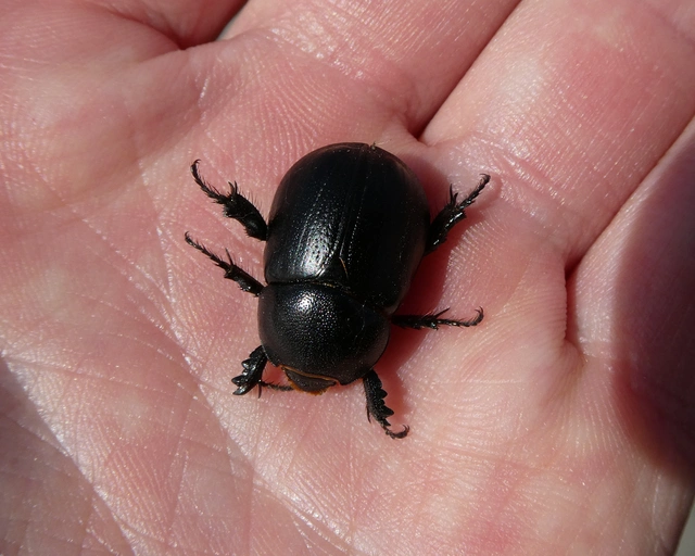 Pentodon idiota - butabogár