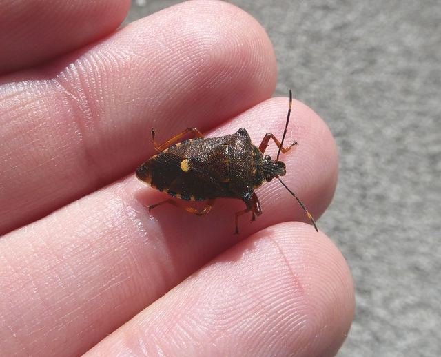 Pinthaeus sanguinipes Pinthaeus sanguinipes