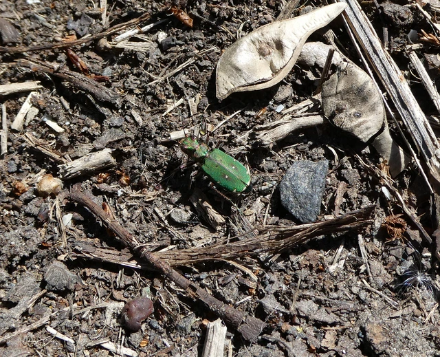 Cicindela campestris - mezei homokfutrinka