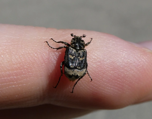 Valgus hemipterus - suta virágbogár