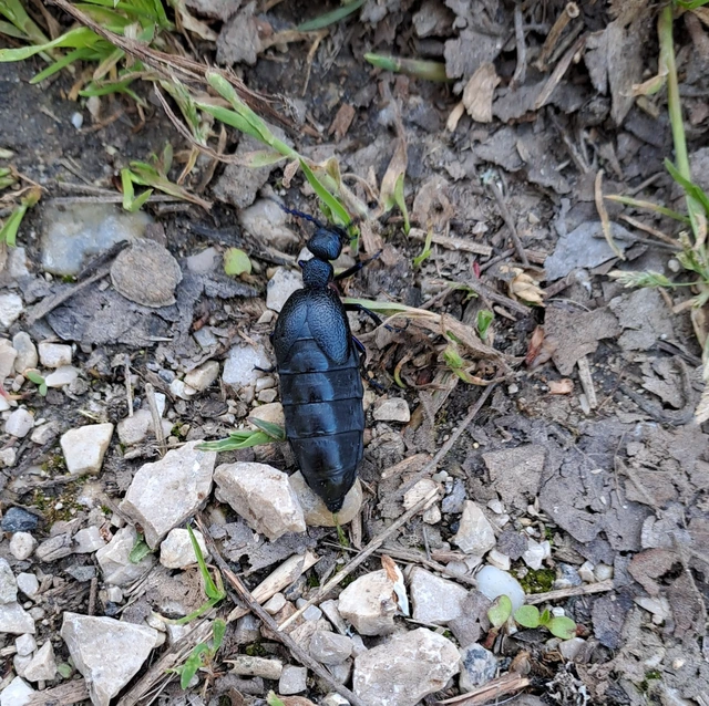 Meloe proscarabaeus - közönséges nünüke