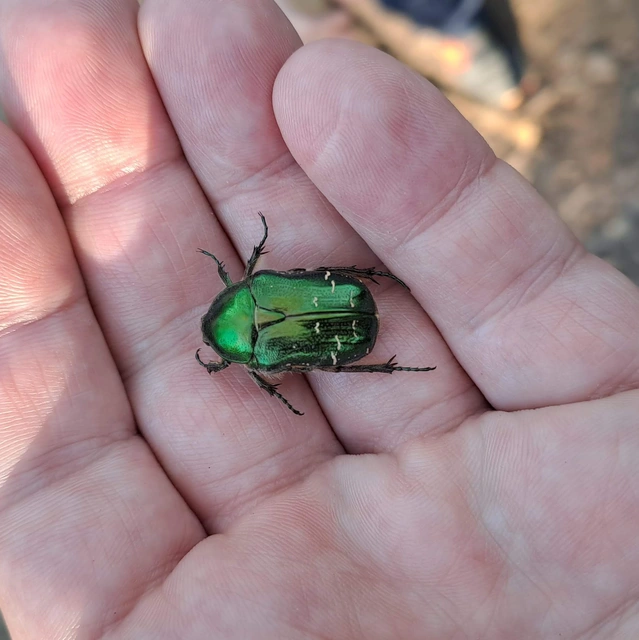 Cetonia aurata - aranyos virágbogár