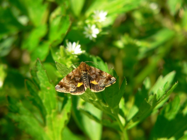 Panemeria tenebrata - apró sárgabagoly