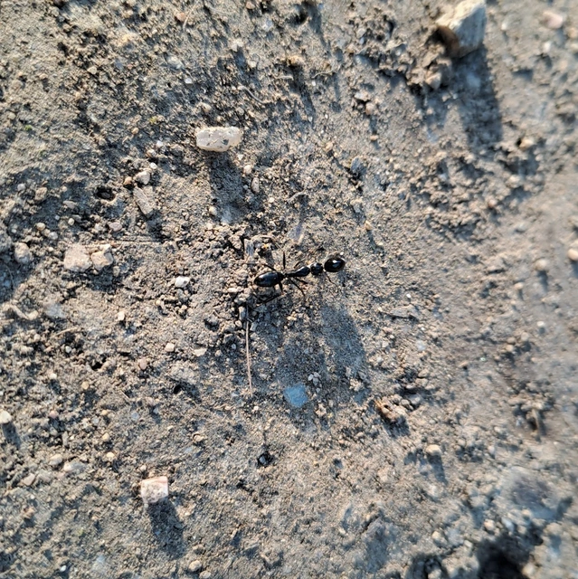 Camponotus aethiops - szőrös lóhangya