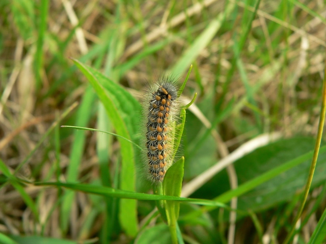 Pentophera morio - réti gyapjaslepke