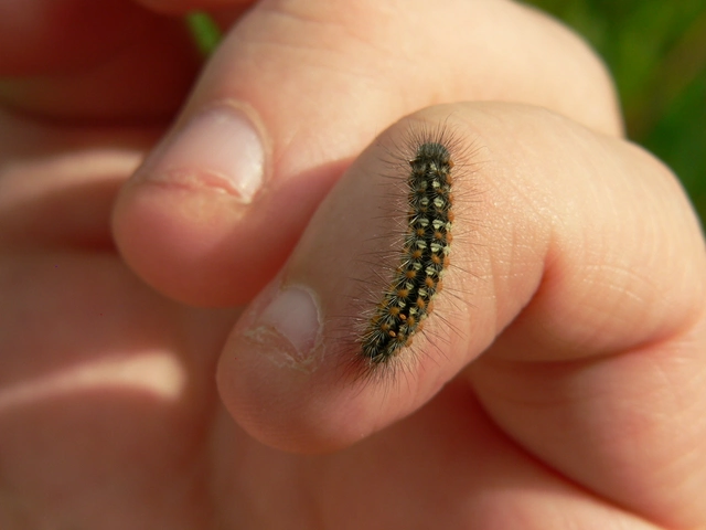 Pentophera morio - réti gyapjaslepke