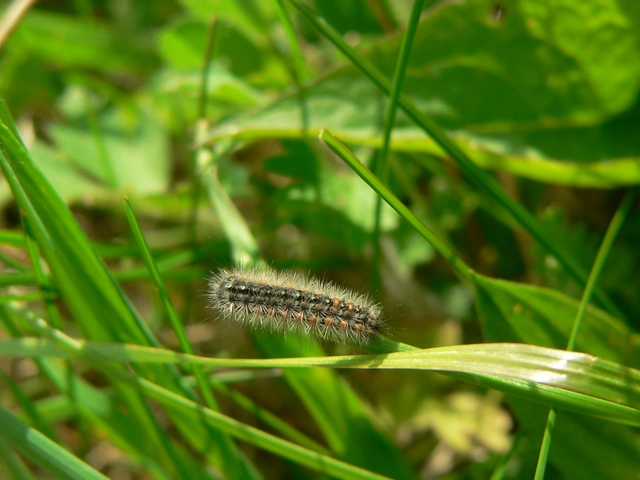 Pentophera morio - réti gyapjaslepke