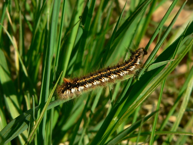 Euthrix potatoria - szomjas pohók