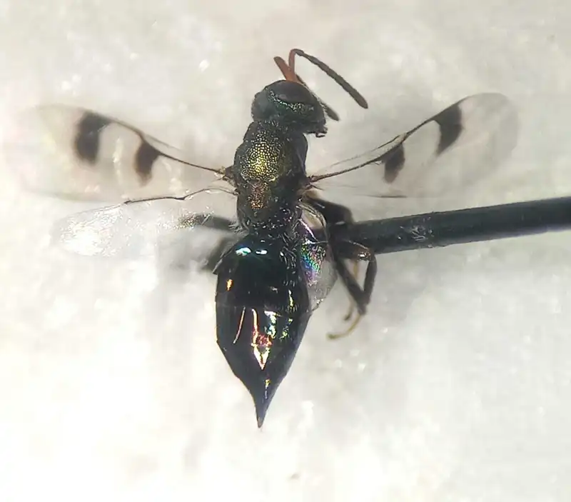 Cheiropachus quadrum