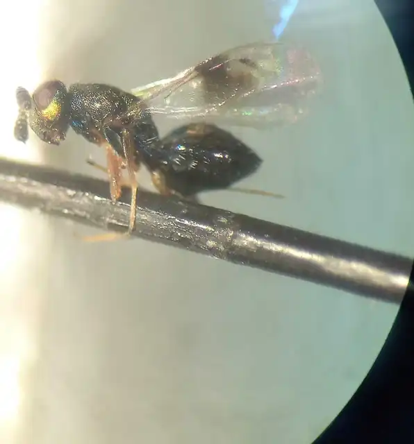 Rhaphitelus