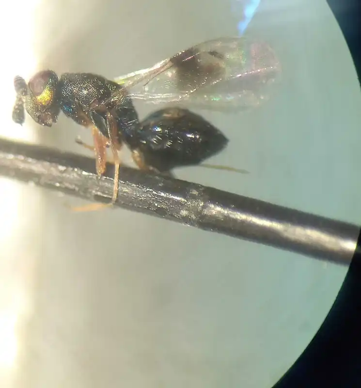 Rhaphitelus